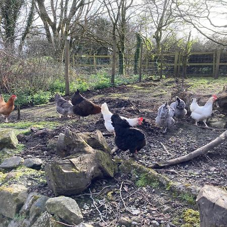 Higher Trenear Farm B&B Helston Luaran gambar